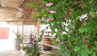 Une journée au cœur des vignobles