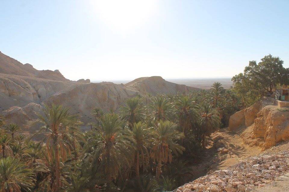 palmier tunisine unesco