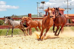 60342131_334990137215550_8747833292201394176_o