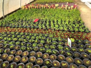 FERME ZITOUN CHOUIGUI (1)