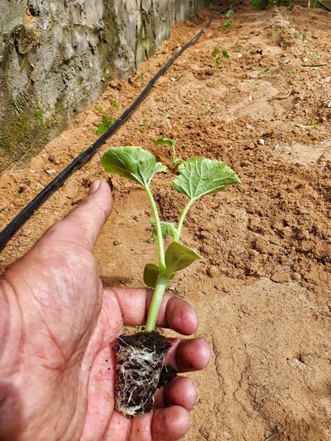Gîte Du Pêcheur Echraf – Haouaria (1)