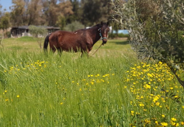 Gîte Du Pêcheur Echraf – Haouaria (17)