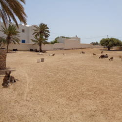 Ranch Tanit Djerba (3)